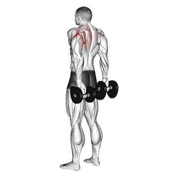 Dumbbell Reverse Shrugs