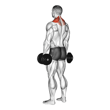 Dumbbell Shrugs