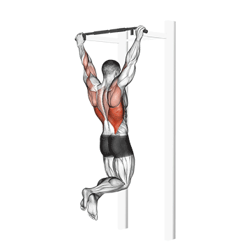 Pull-up (Weighted)