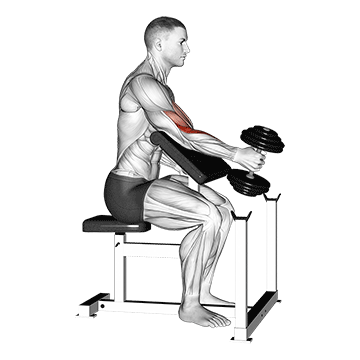 Dumbbell Preacher Hammer Curl