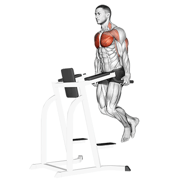 Chest Dip (Weighted)