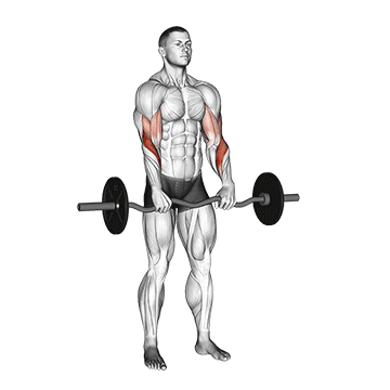 EZ Barbell Reverse Curl