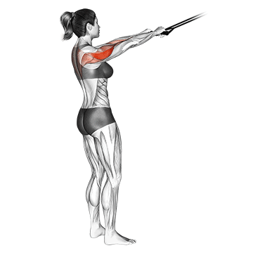 Face Pulls (Rope)