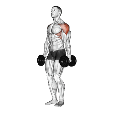 Dumbbell Lateral Raise