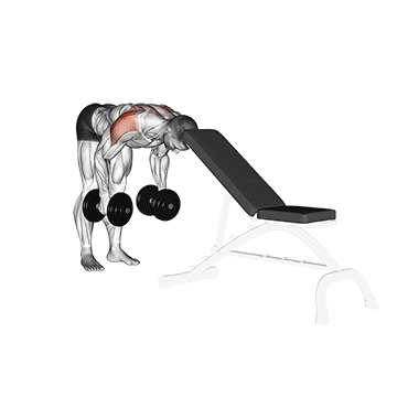 Dumbbell Rear Lateral Raise