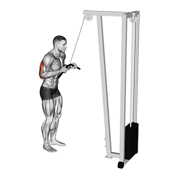 Cable Pushdown (Straight Bar)